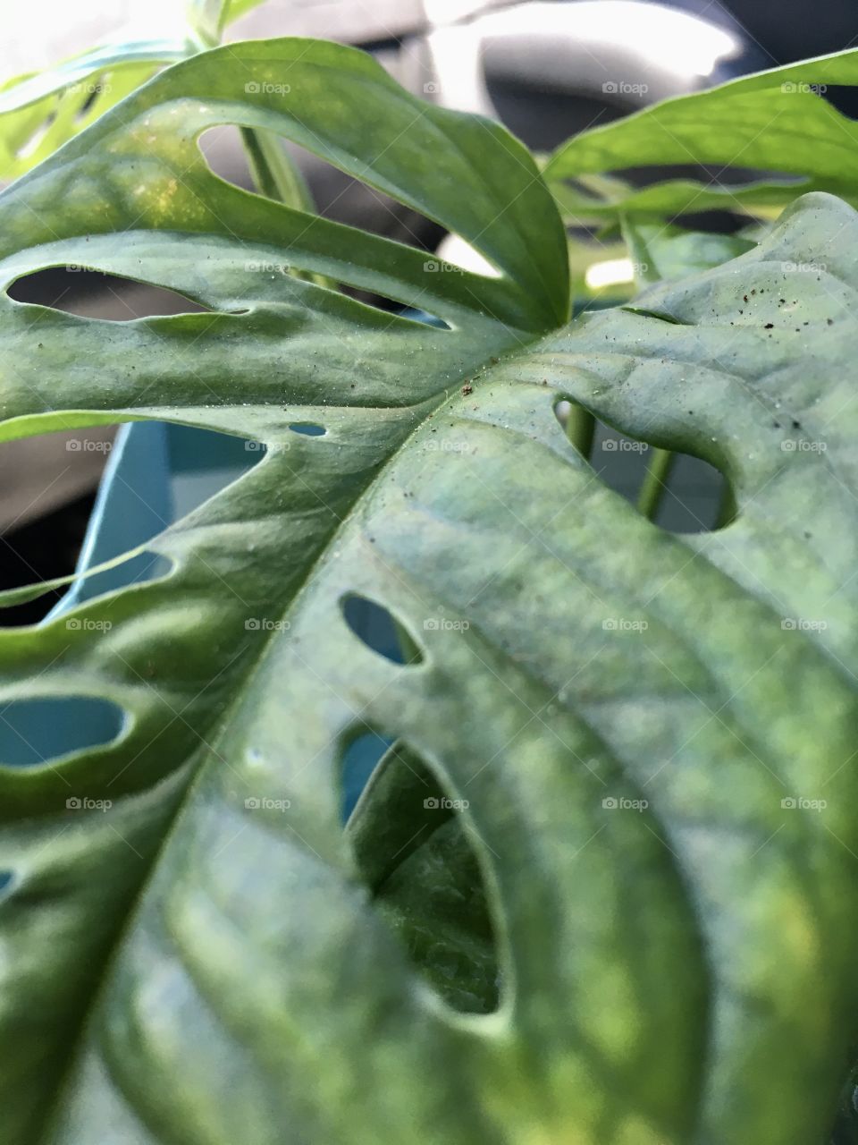 Flora, Leaf, Nature, Drop, No Person