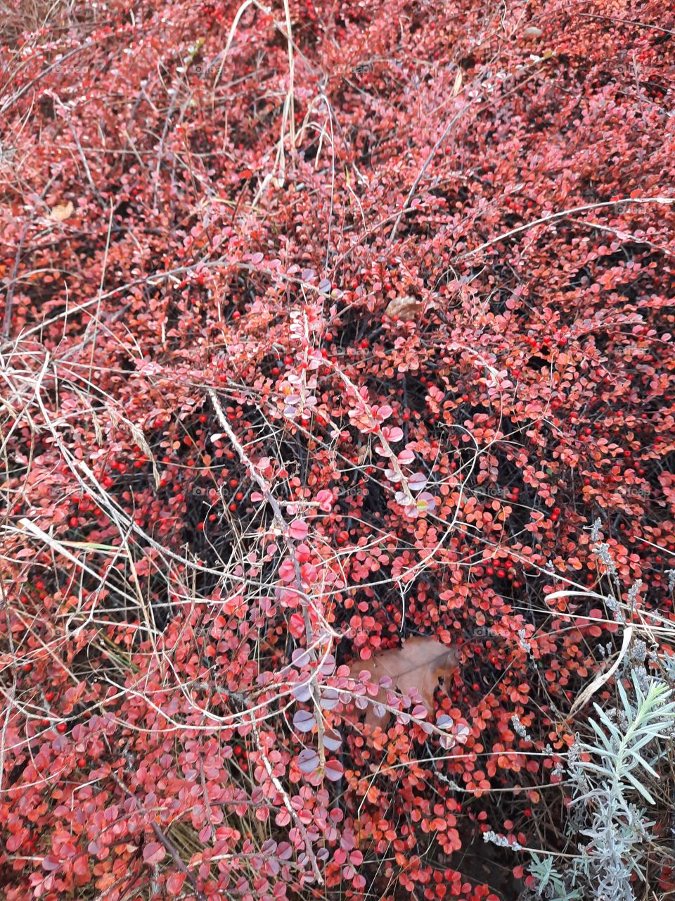 autumn garden fruits - red berries and leaves of horizontal cotoneaster