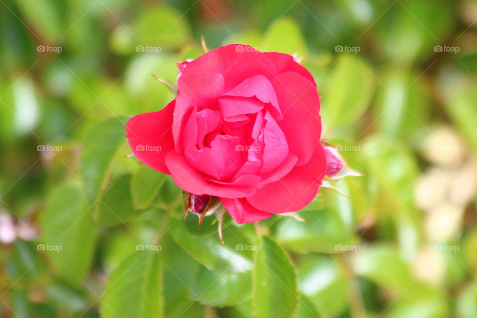 Beautiful Bright Pink and Red Flower 