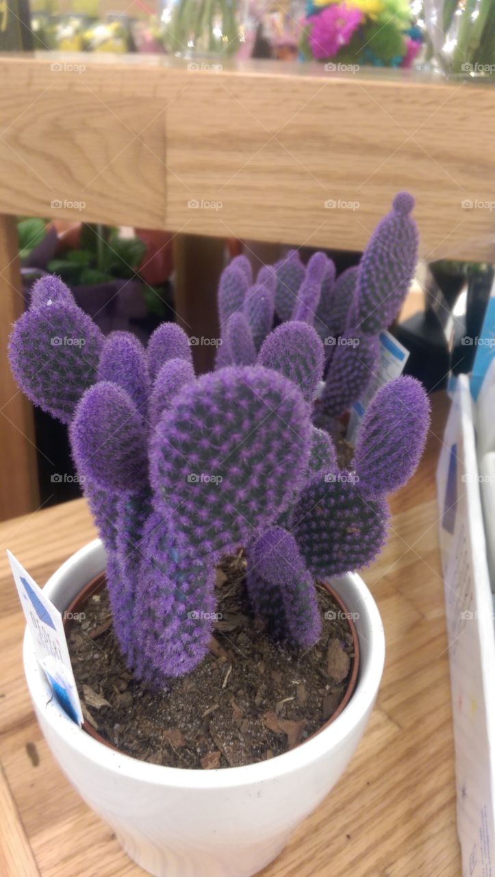 Purple Cactus. This is a photograph of a purple cactus in a store.
