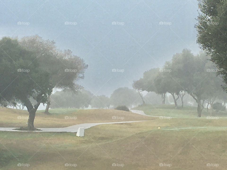 Olive trees in the morning mist