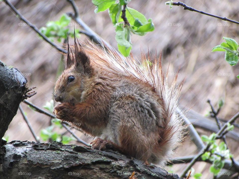 Squirrel in the spring rain