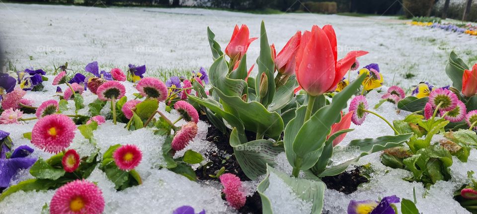 Tulpen und Gänseblümchen im Schnee