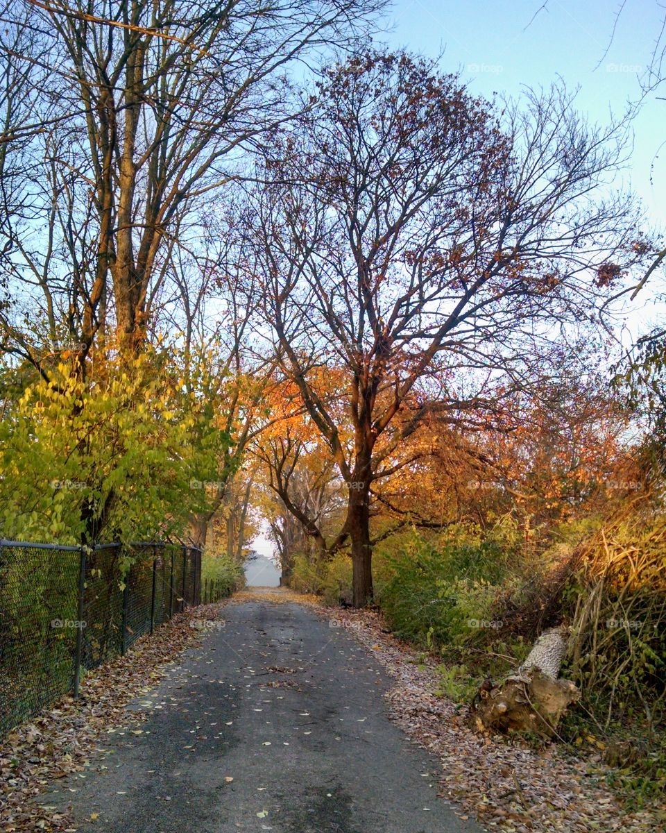 Road Framed by Trees