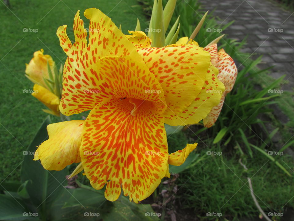 Exotic Canna bloom