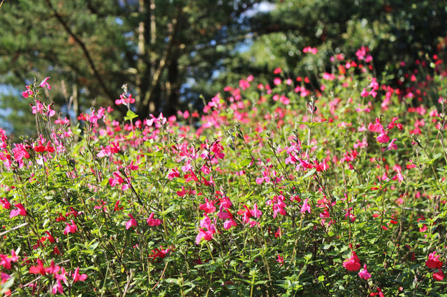flowers in sunlight