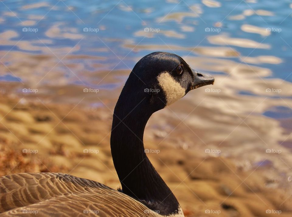 Close-up of canadian goose