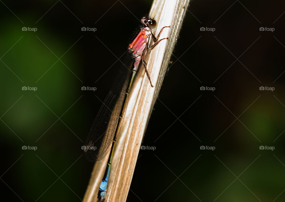 Dragonfly On Grass