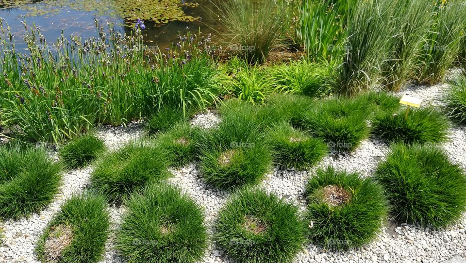 Decorative grass by the pond