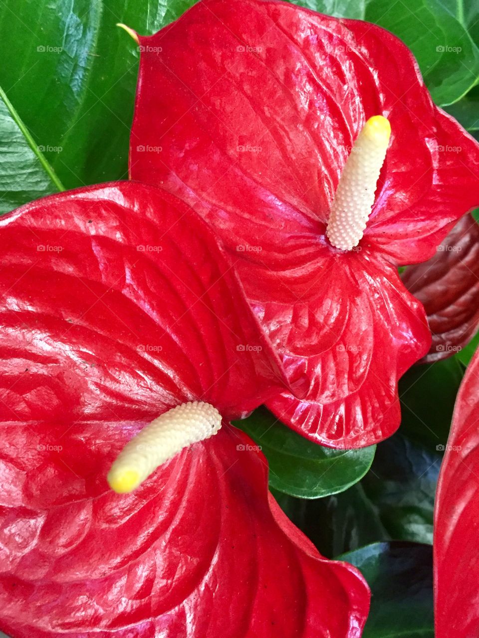 Red flowers 