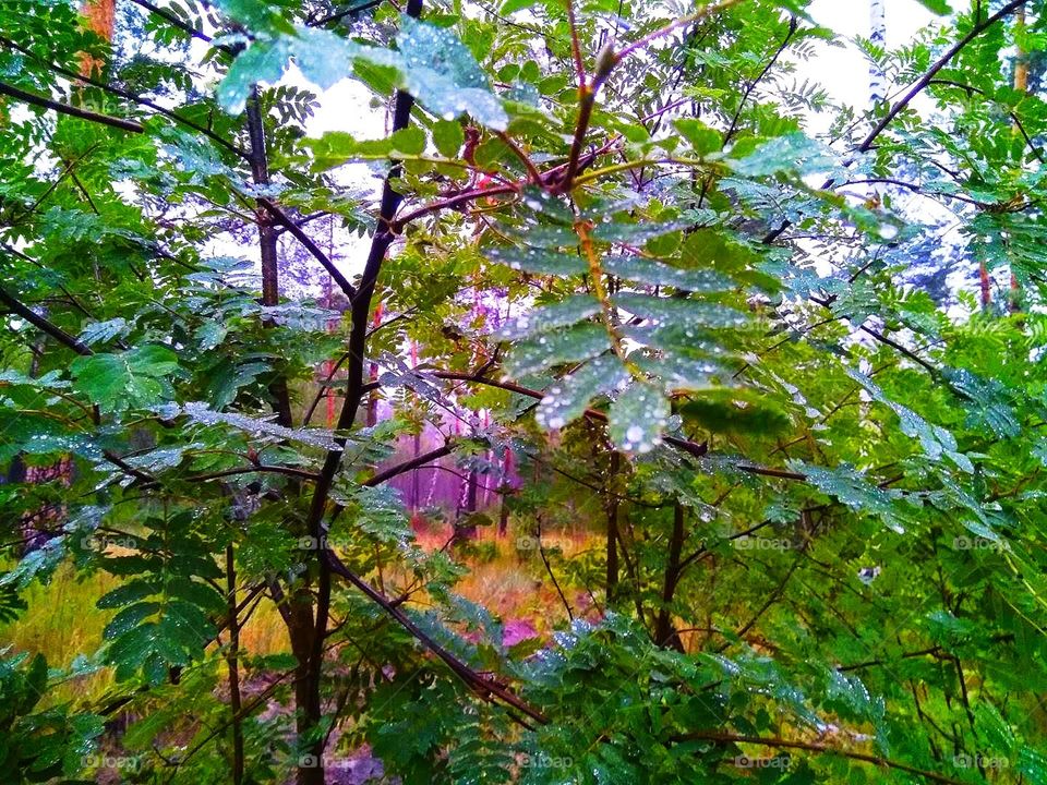Ripple tree, wet green leaf, rain drops