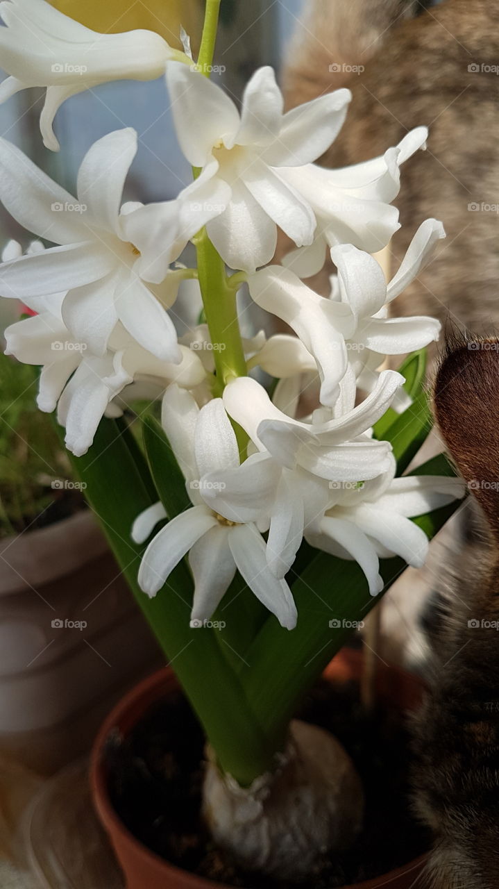 home spring garden and a cat