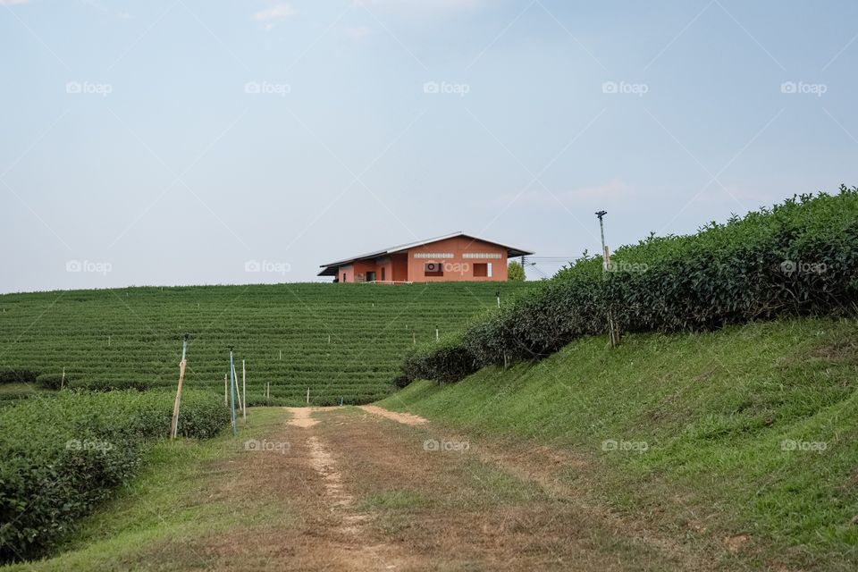 Chiang Rai/Thailand-Chui Fong Tea Plantation