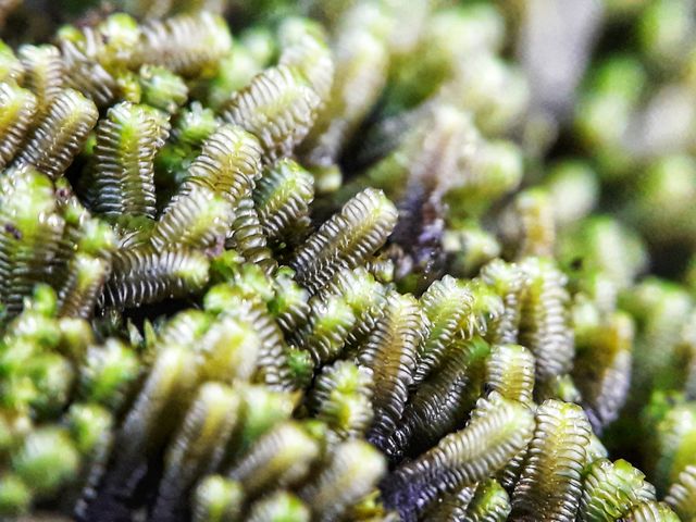 moss