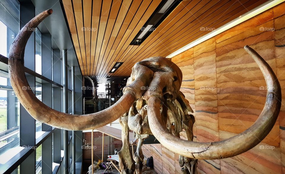 Mammoth at Southeast Wyoming Welcome Center, Wyoming, USA, 2018