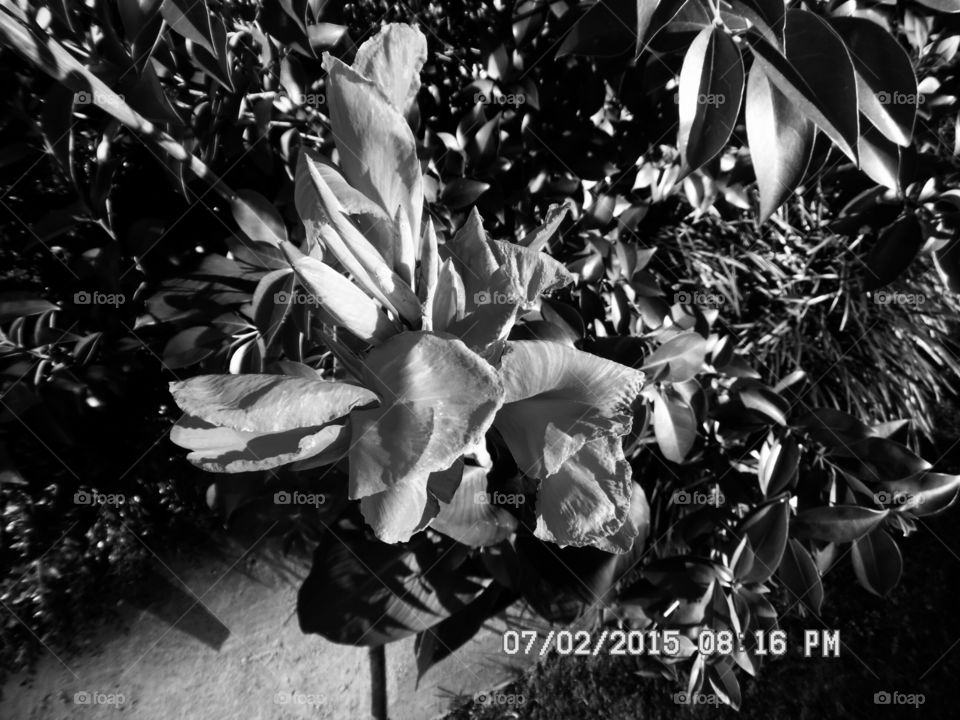 black and white version. This is another picture of the same Texas canna flower 🌸 only the black and white version. Graham Texas.