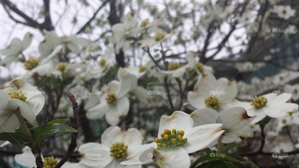 Flower, Tree, Branch, Cherry, Nature