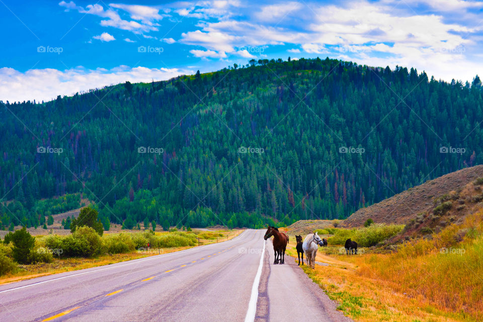 Feel peaceful driving in Yellowstone
