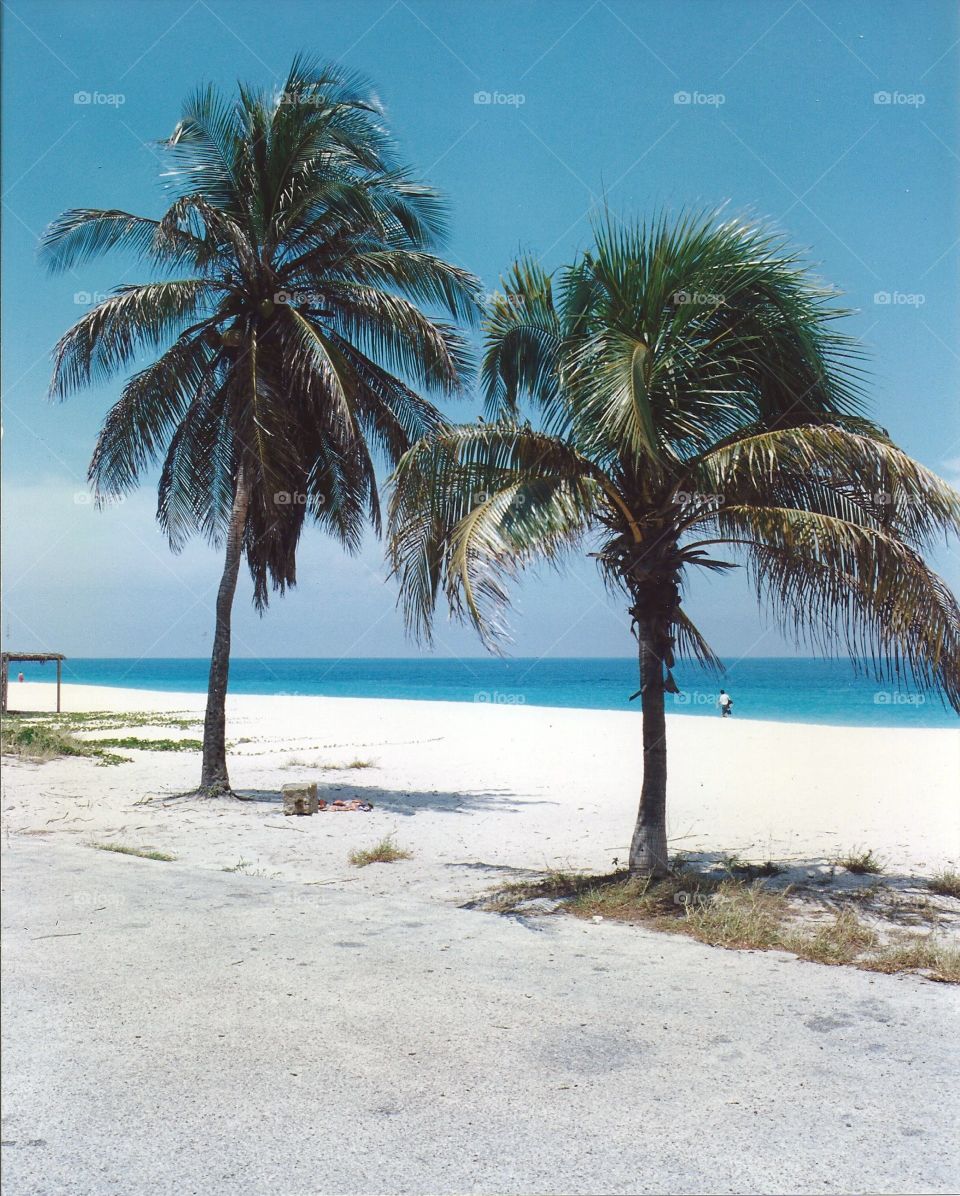 palm trees on white sand beach