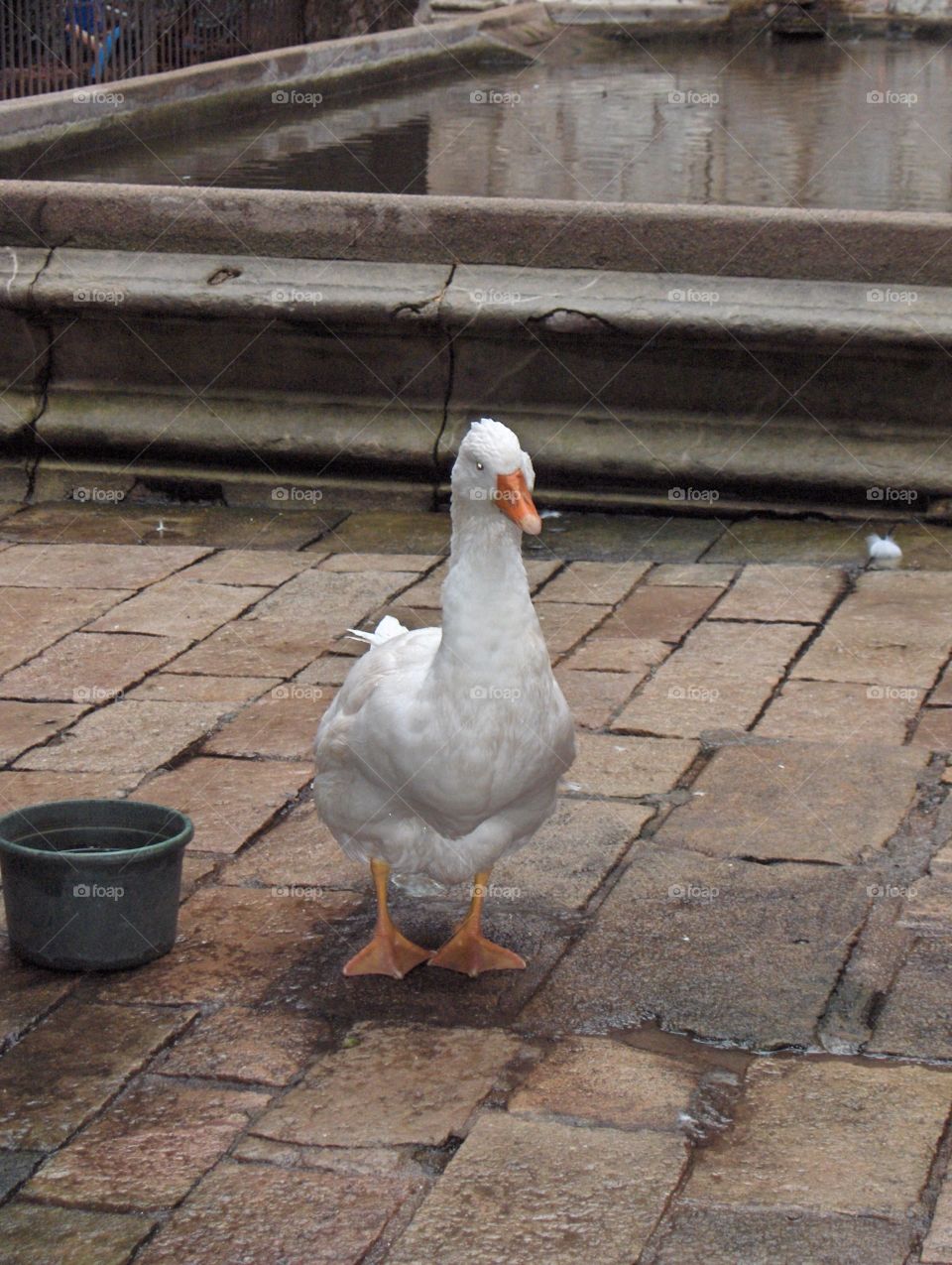 Goose 