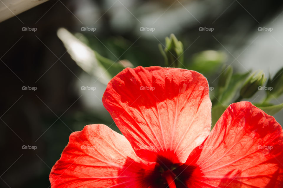 red flower