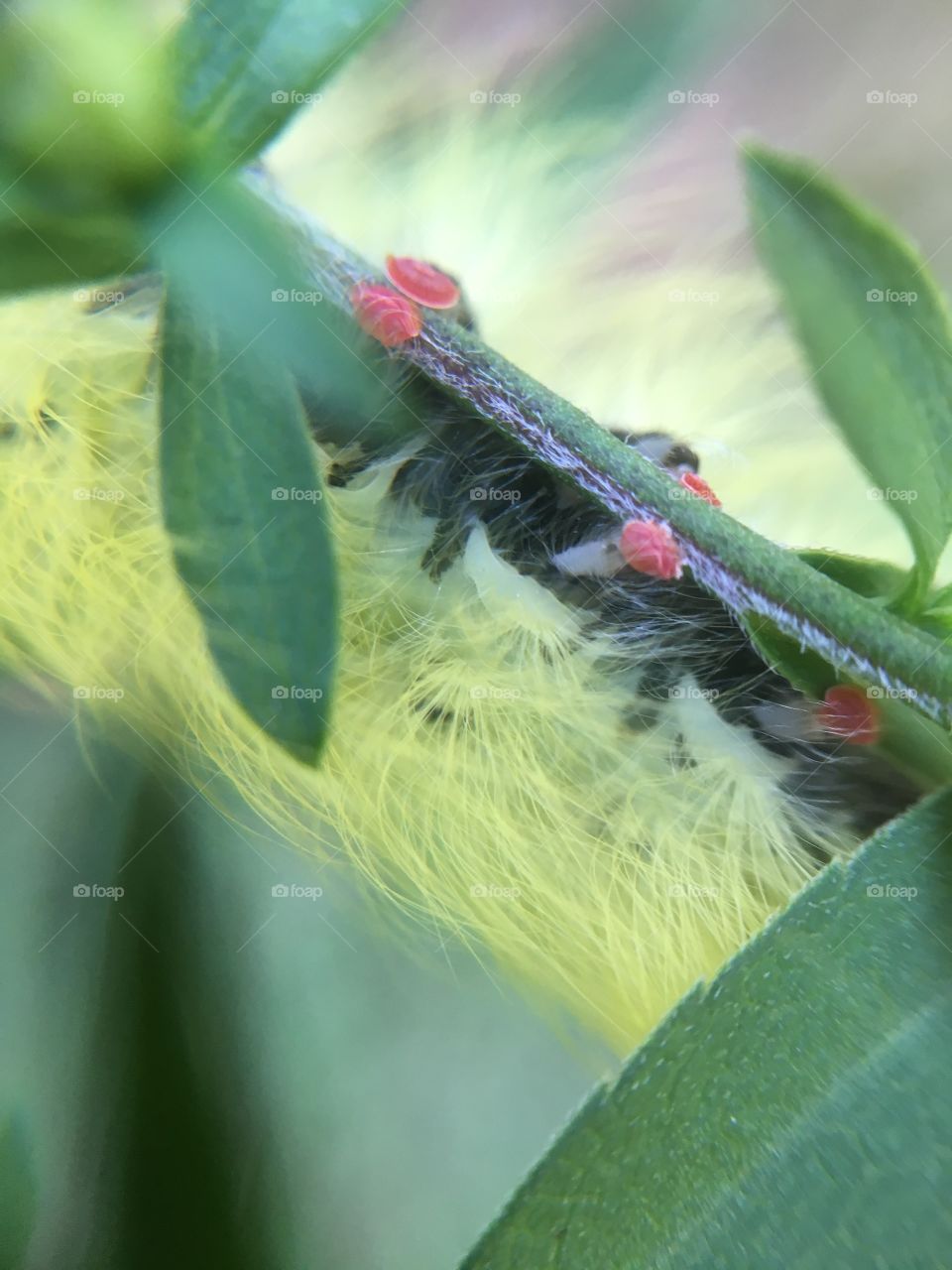 Caterpillar clinging to branch