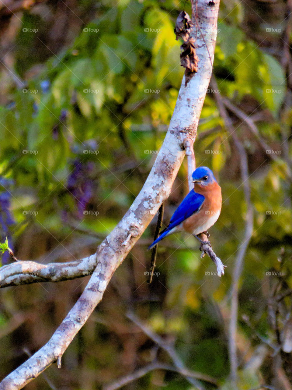 Eastern bluebird