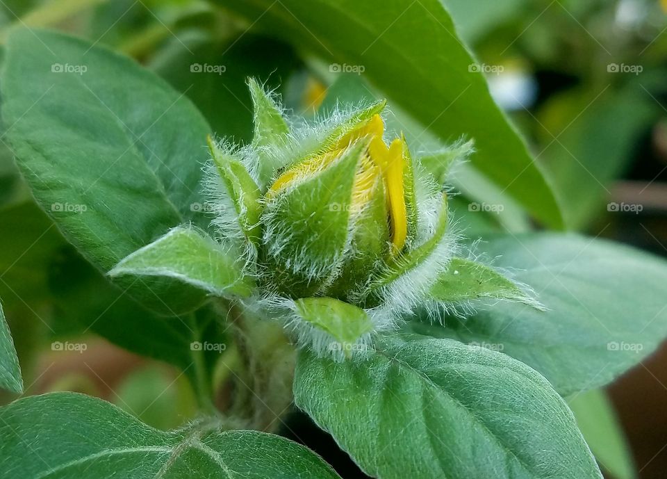 fuzzy flower bud