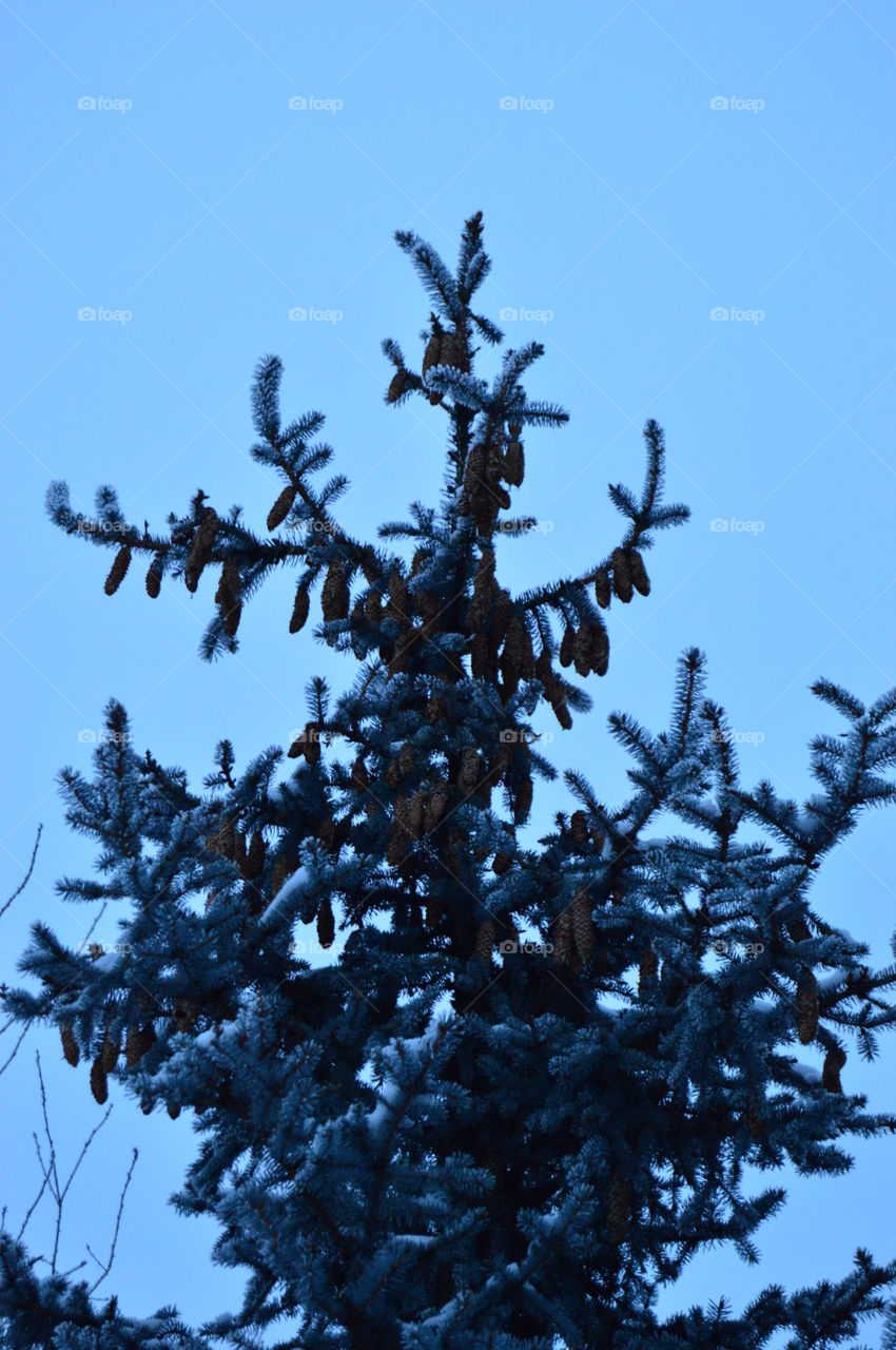 Snow, winter, blue spruce, needles, tree,