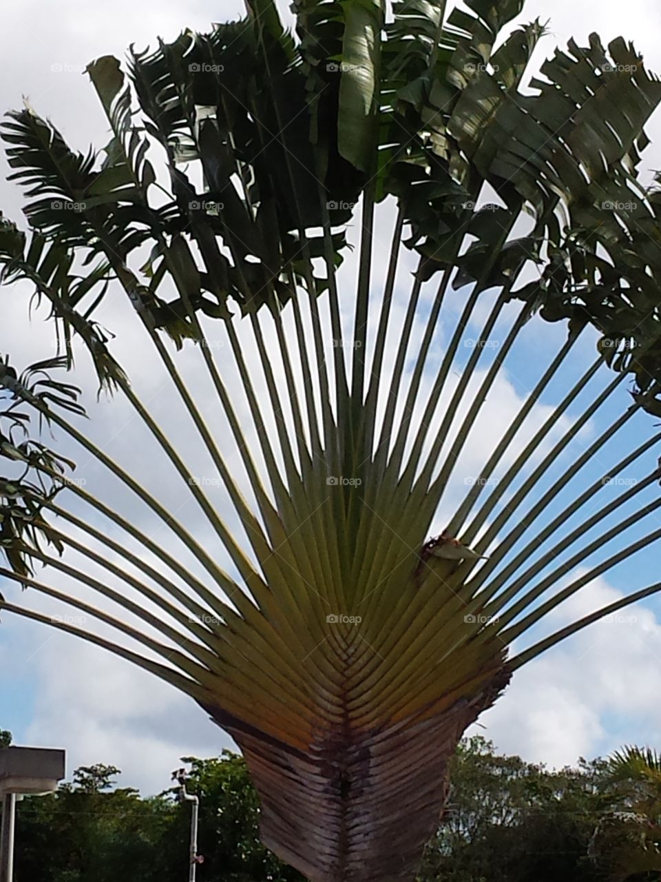 Palm tree. Florida