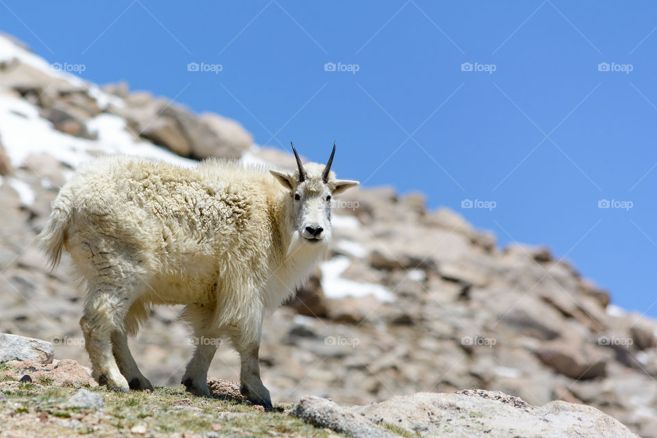 Mountain Goat at 14.ooo ft (ca. 4ooom) in the Rocky Mountains in Colorado.