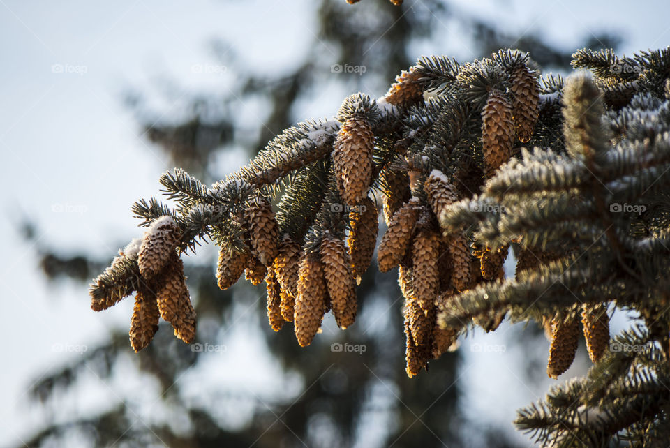 spruce branch in the winter