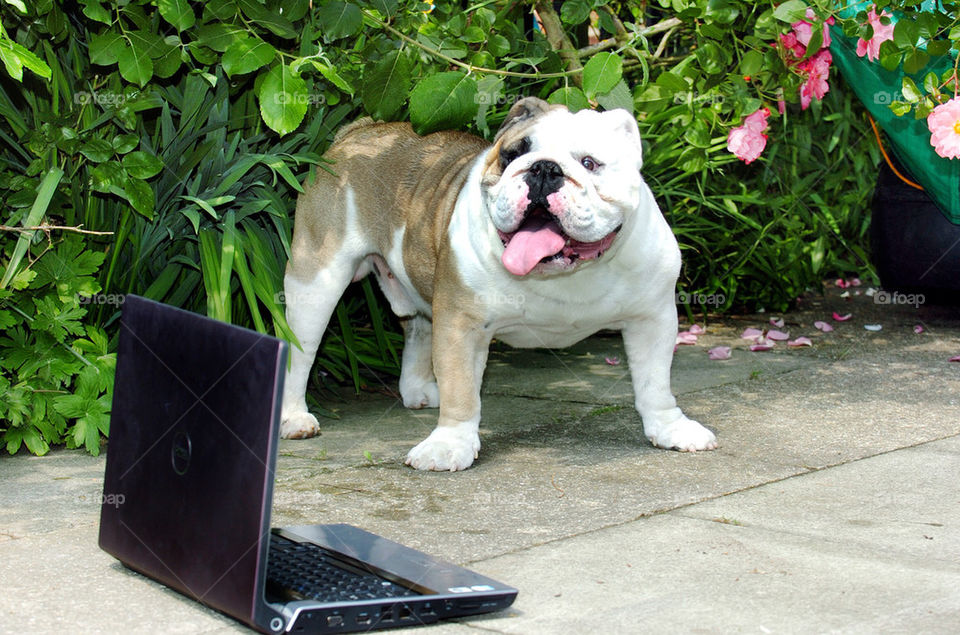 A friendly looking British Bulldog looks at a laptop computer