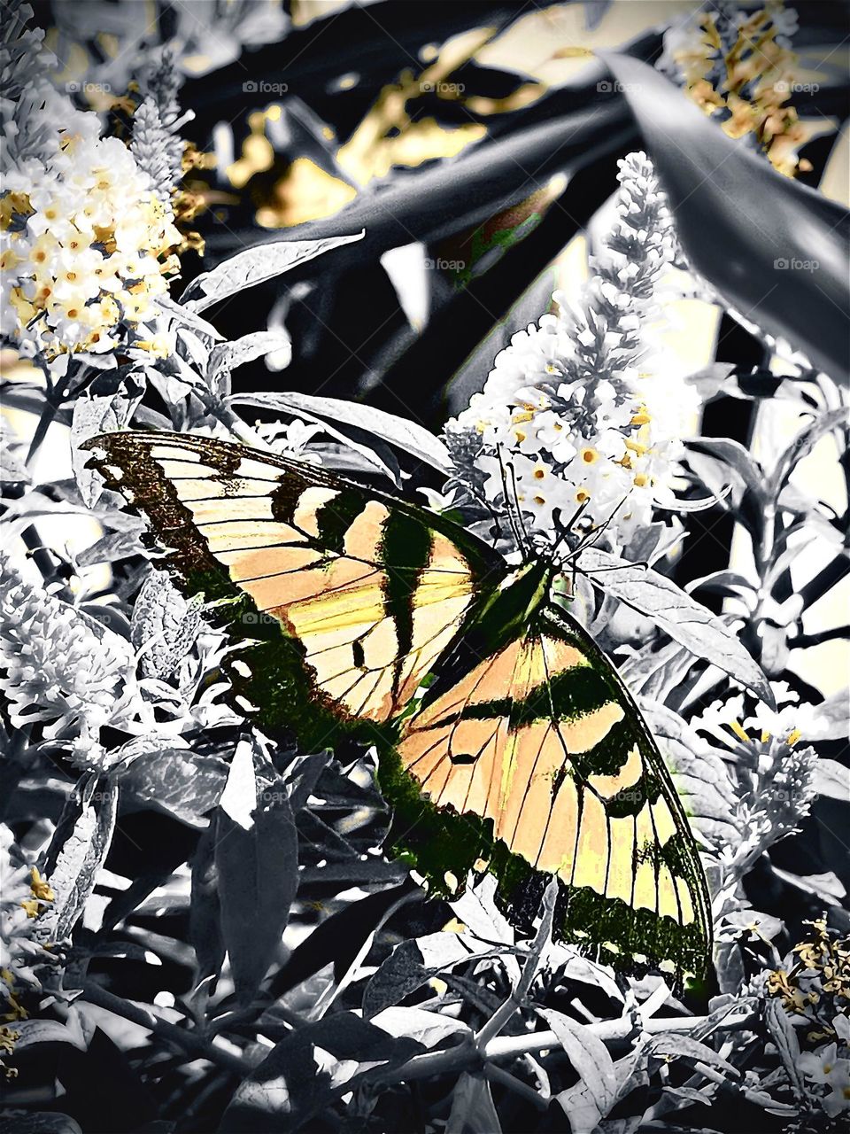 Monarch Butterfly that hitched a ride on my pony tail through Lowes. 😂