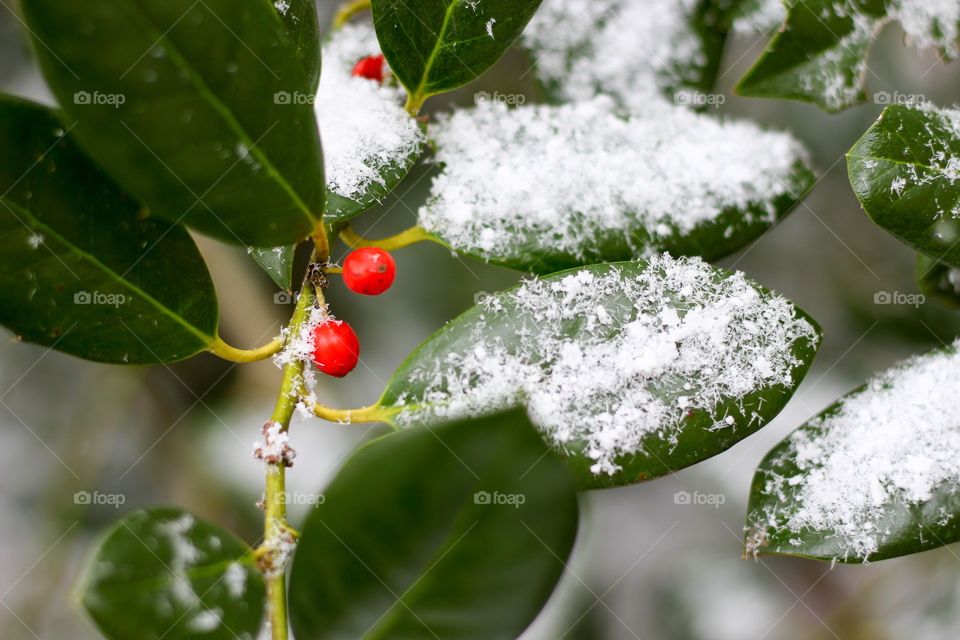 Freshly Fallen Snow on Holly Berries