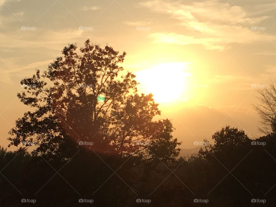 Oldest tree on the farm
