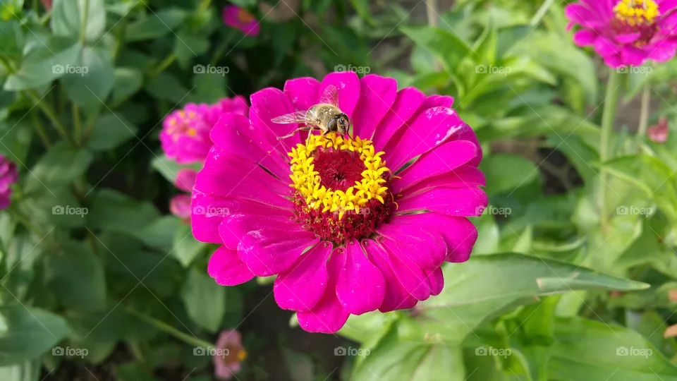 Flower