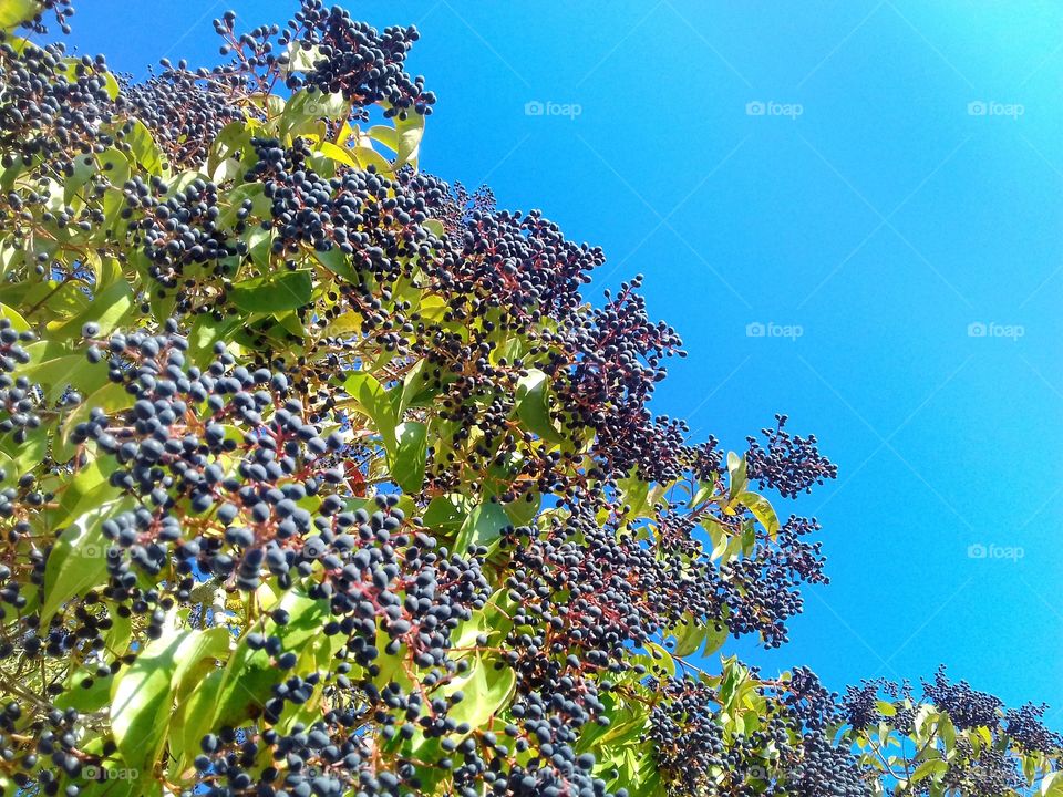 Black fruits on tree