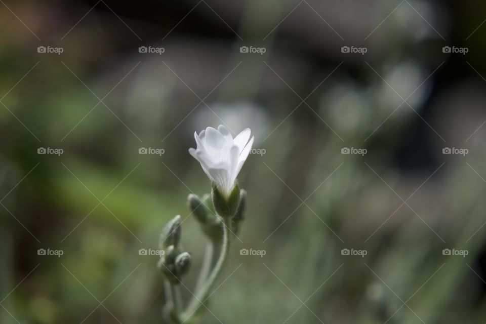 Portrait of a plant