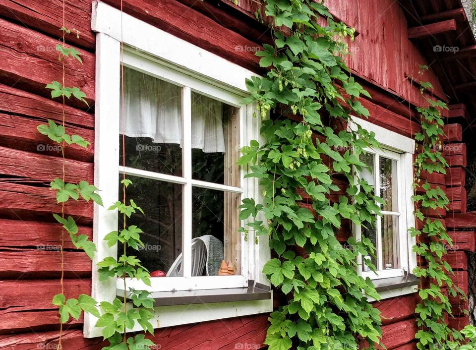 A pair of old windows