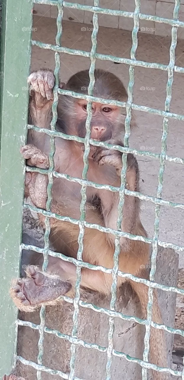 zoo