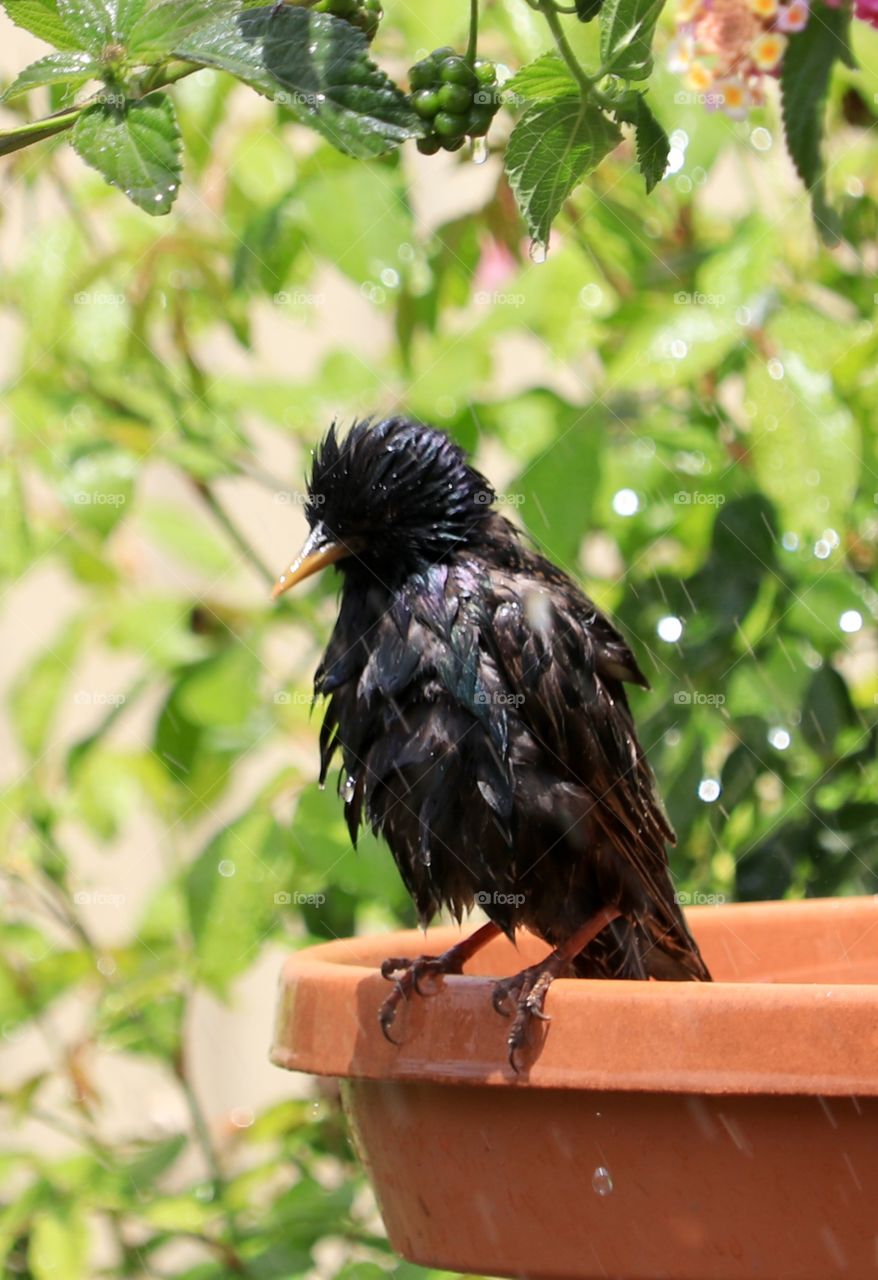 Wet blackbird perched on edge of backyard garden birdbath