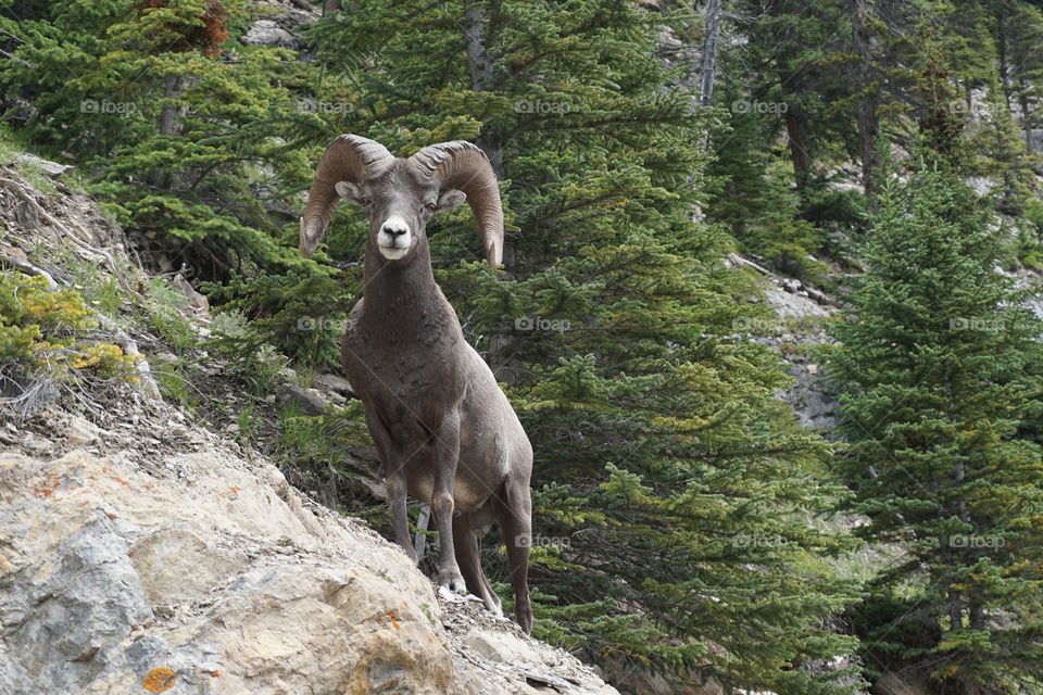 It was certainly fun for me to see this Canadian Big Horn sheep .. he had lovely eyes 👀