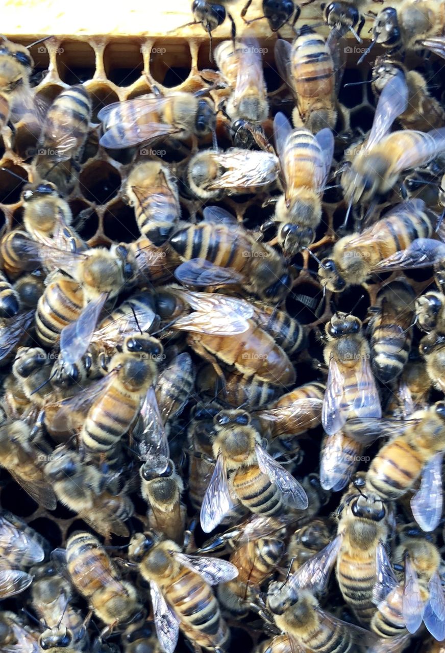 Beekeeping, grafting, queen rearing, queen, rearing, bees, honeybee, honeybees, brood, wax, comb, nectar, capped, eggs, larva, delicate, process, light, dark, frame, foundation, honey, queen, queen bee, nurse bees, foragers