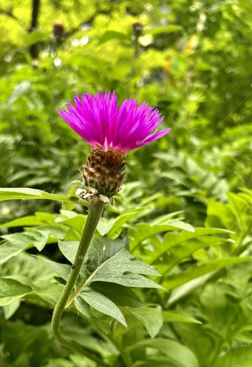 Псефеллюс подбеленный-травянистое растение 