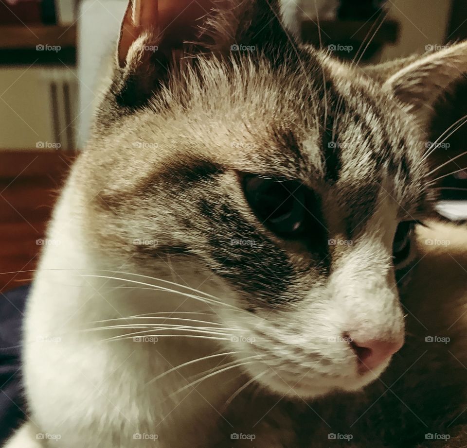 Selfie of a cat