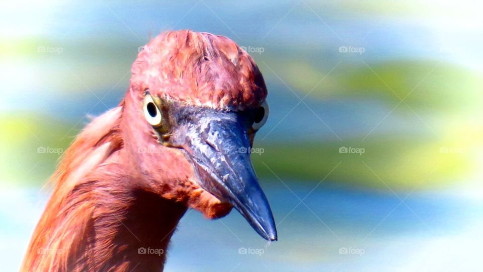 Say What?. Reddish Egret up close and personal at Fort Myers Beach, FL