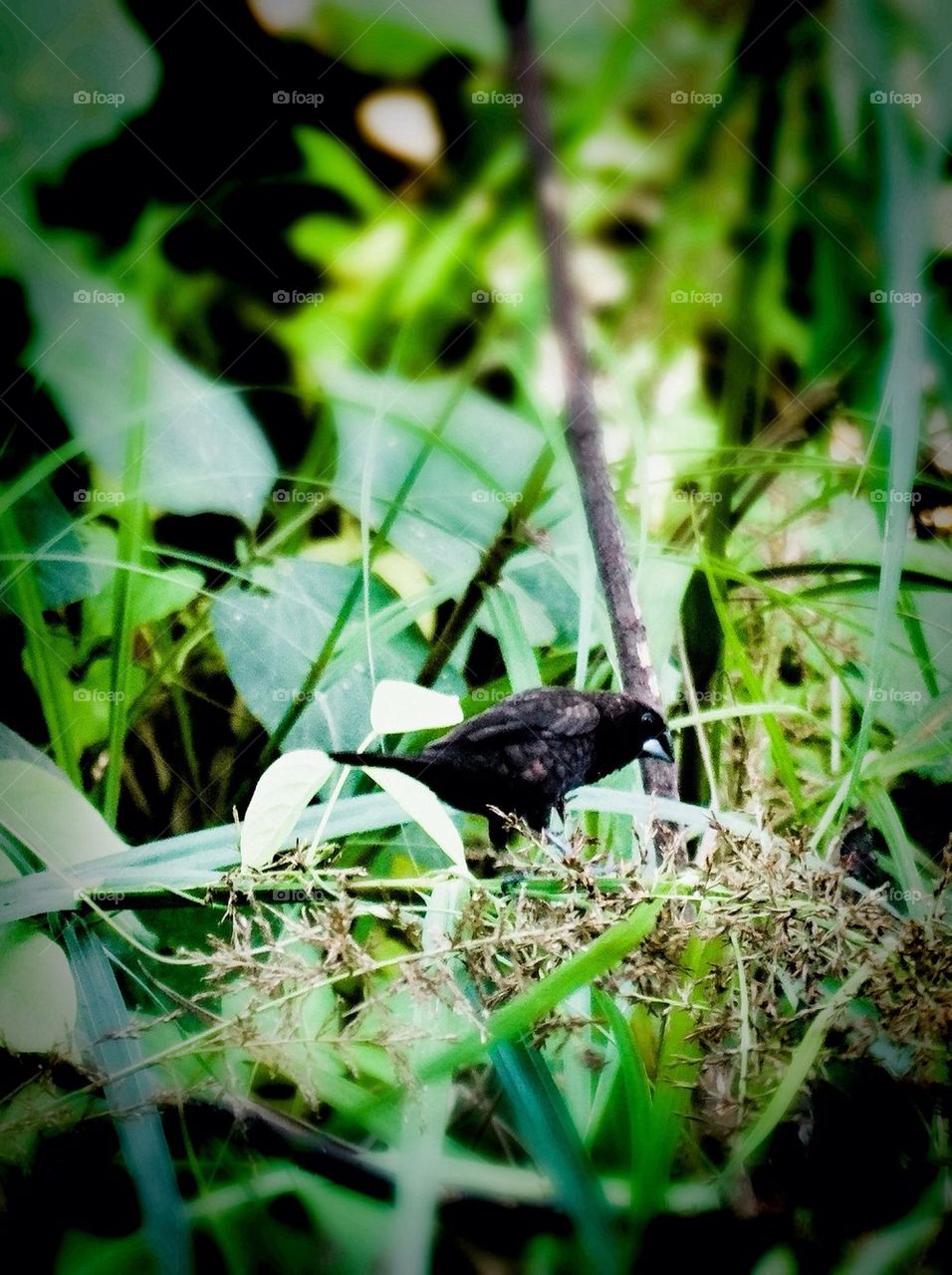 Close-up of bird on tree branch