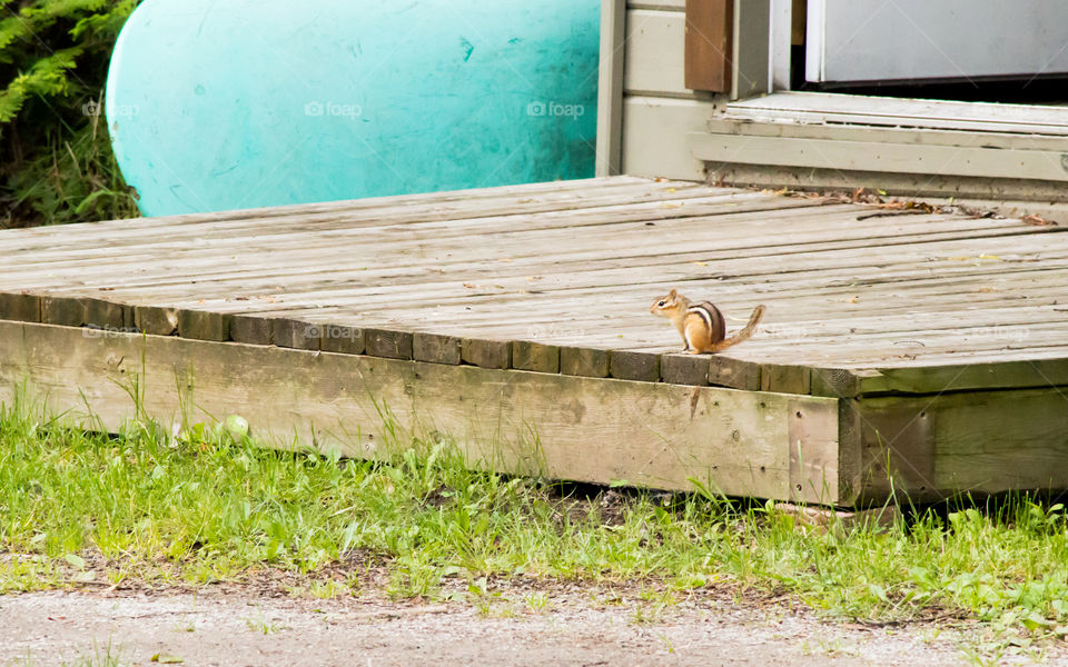 Cute Orange chipmunk on boat house door step made of wood 