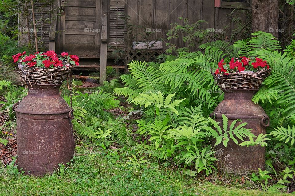 Antique milk can planters. Antique milk cans used to support old wicker baskets filled with red impatience